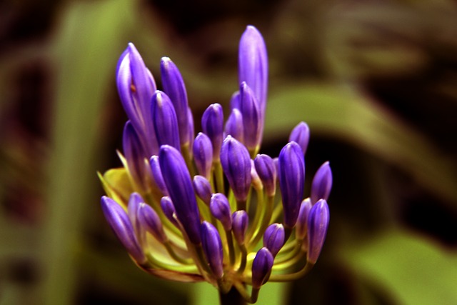 DO：埃弗顿4000万镑报价迪布林被拒，圣徒要价4500万+500万镑